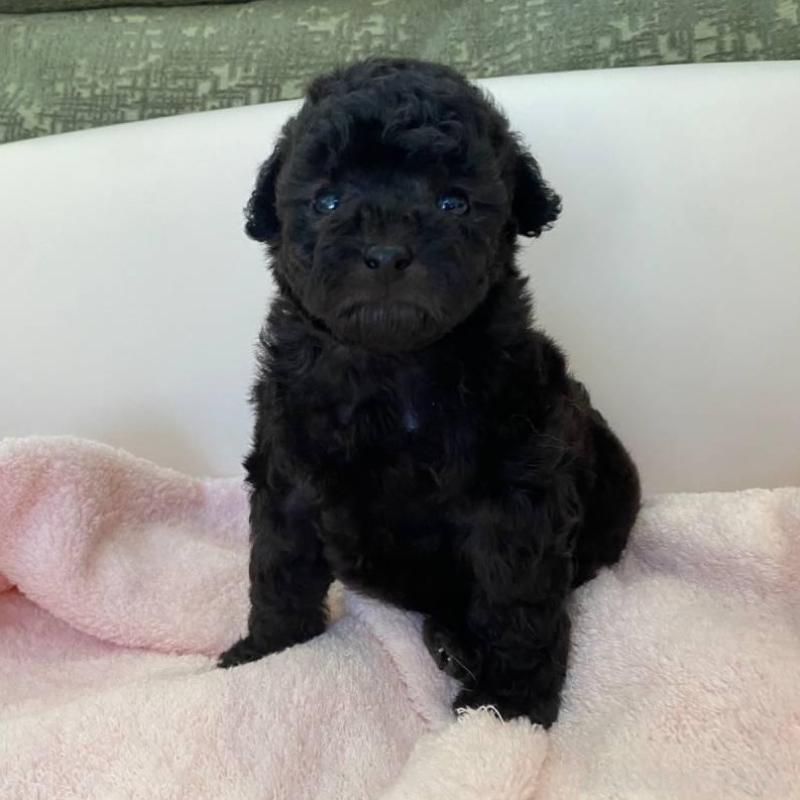 成約済の福岡県のトイプードル-424196の2枚目