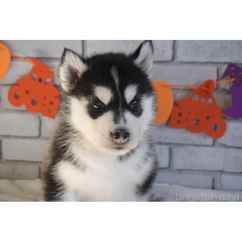 販売中の熊本県のシベリアンハスキー-424198の12枚目