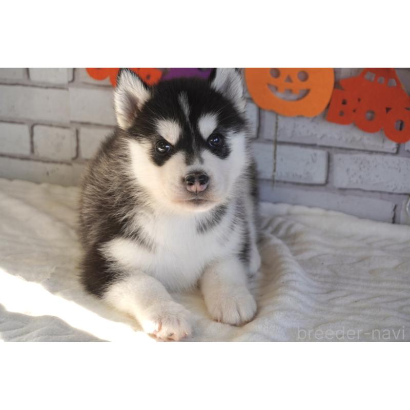 販売中の熊本県のシベリアンハスキー-424198の11枚目