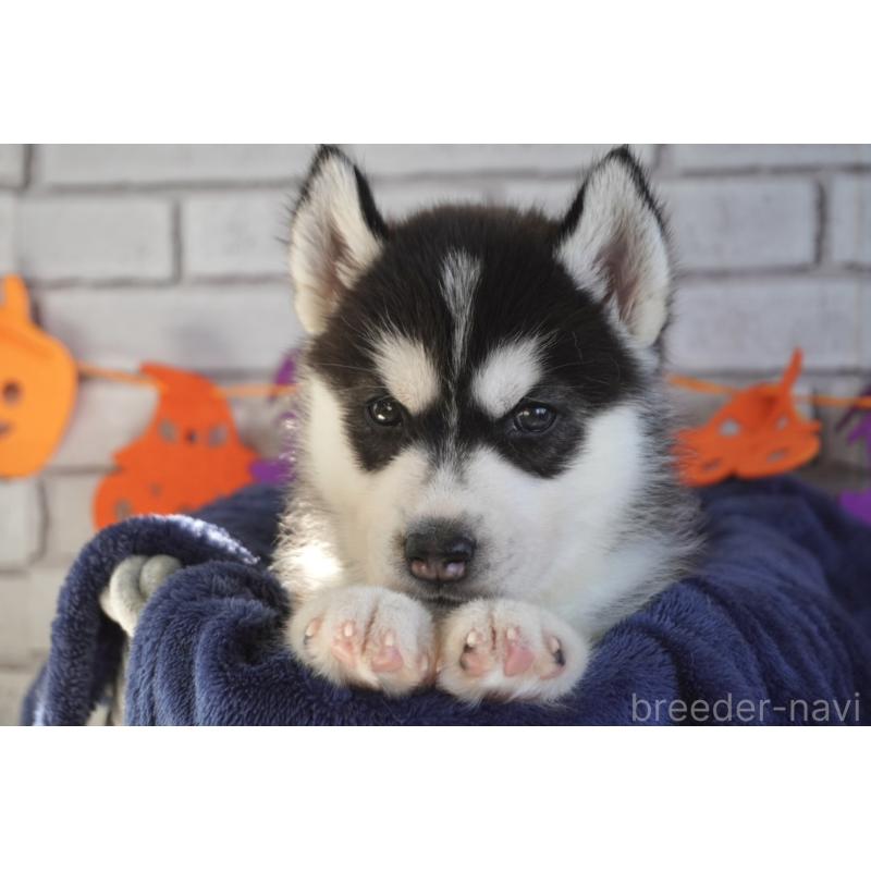 販売中の熊本県のシベリアンハスキー-424198の4枚目