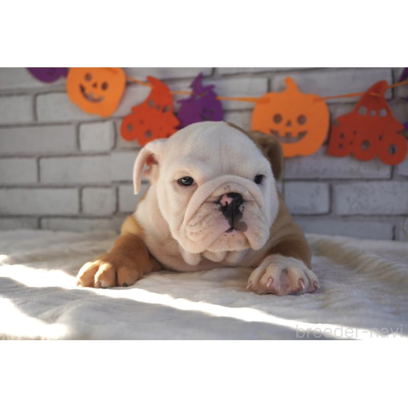 販売中の熊本県のブルドッグ-424199の9枚目