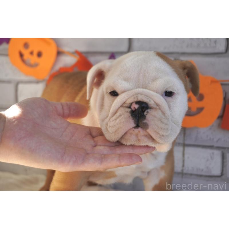 販売中の熊本県のブルドッグ-424199の7枚目