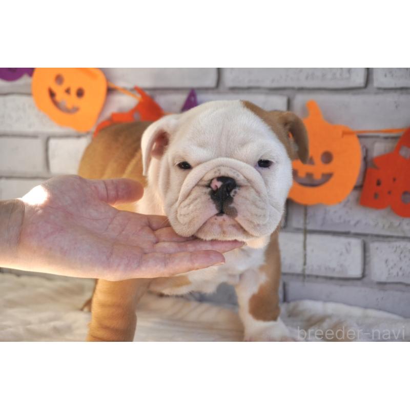 販売中の熊本県のブルドッグ-424199の6枚目