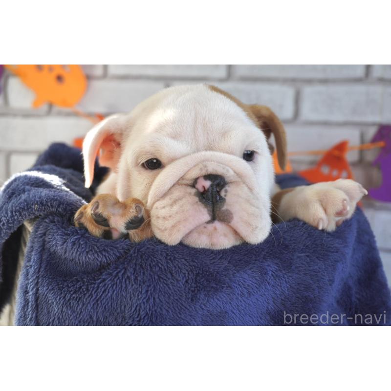 販売中の熊本県のブルドッグ-424199の4枚目