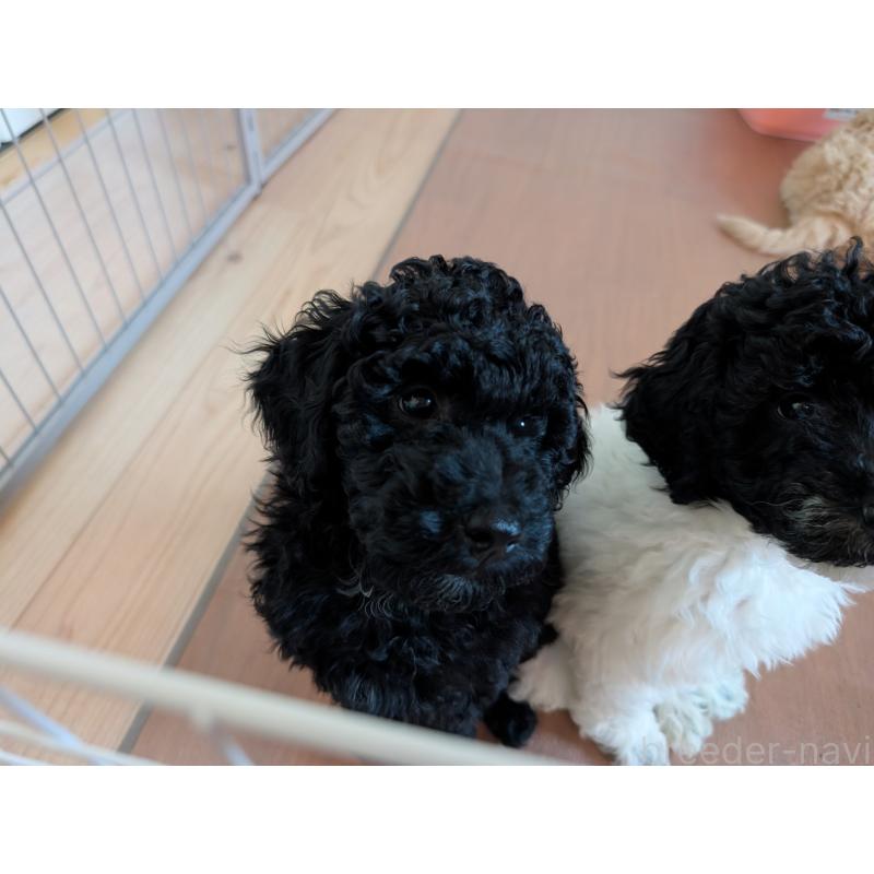 販売中の千葉県のミディアムプードル-418970の6枚目