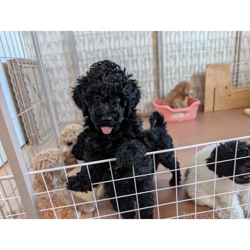 販売中の千葉県のミディアムプードル-418970の5枚目