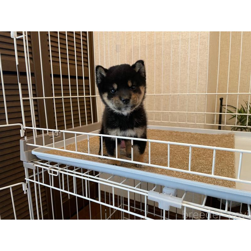 成約済の兵庫県の豆柴-422924の5枚目