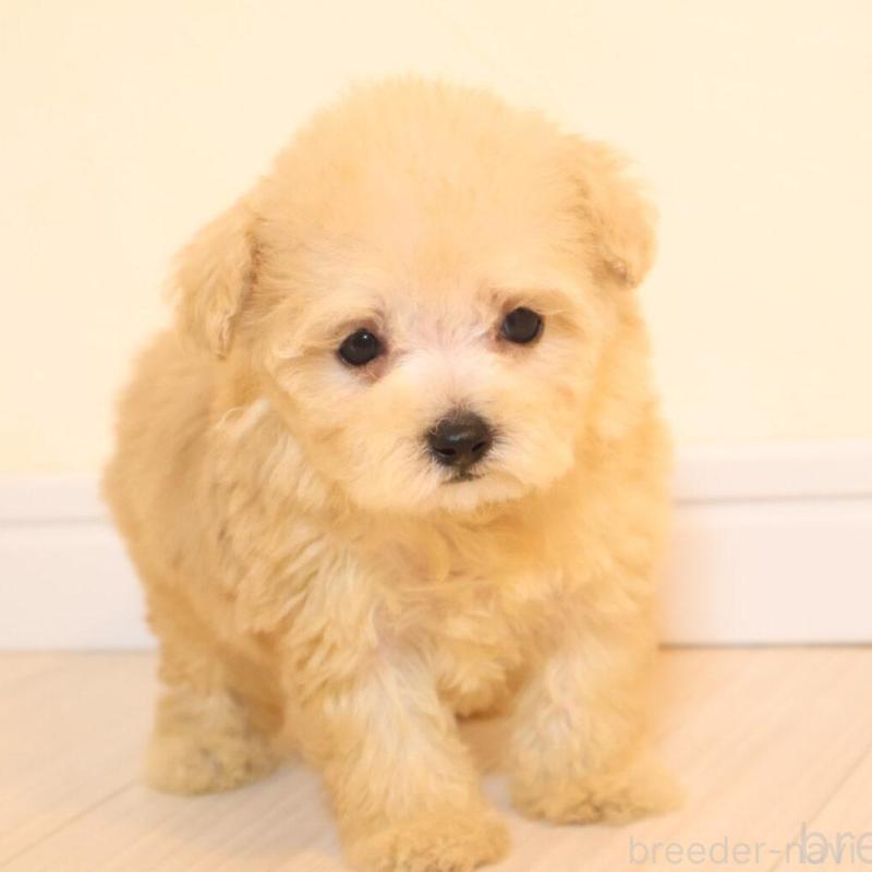 販売中の広島県のティーカッププードル-424201