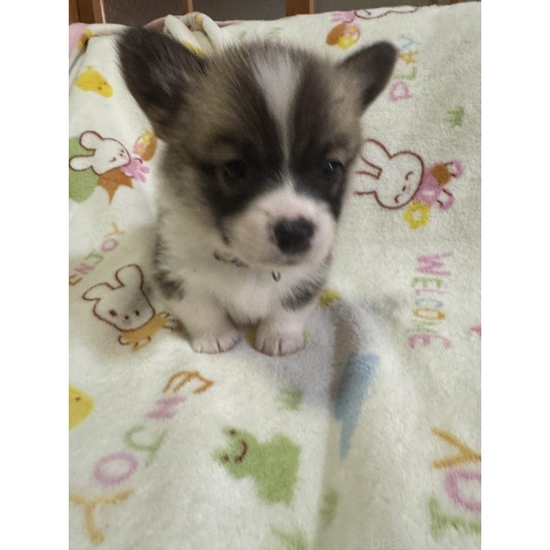 販売中の奈良県のウェルシュコーギーペンブローク-424203の4枚目