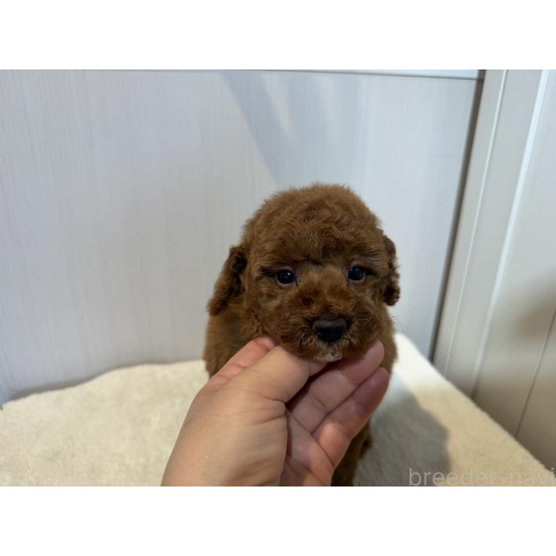販売中の埼玉県のミニチュアプードル-424209の3枚目