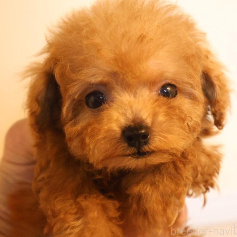 販売中の広島県のティーカッププードル-424206の6枚目