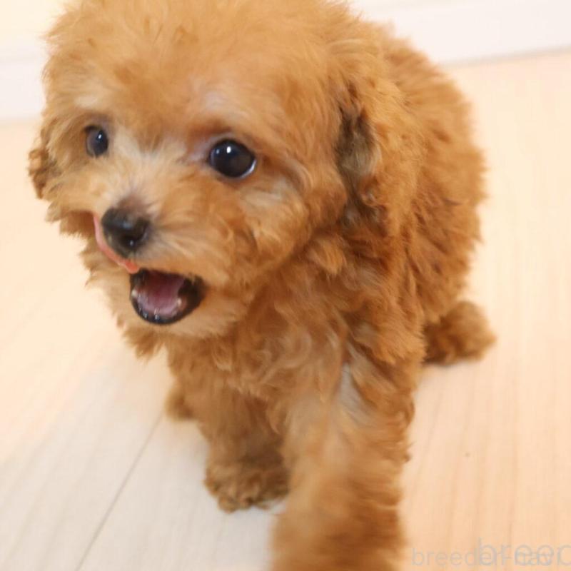 販売中の広島県のティーカッププードル-424206の5枚目