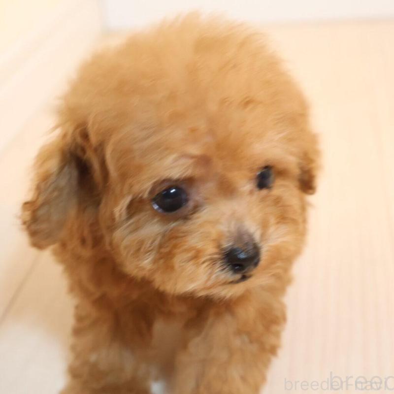 販売中の広島県のティーカッププードル-424206の2枚目