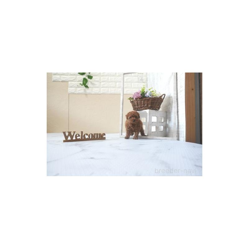 販売中の滋賀県のタイニープードル-424207の5枚目