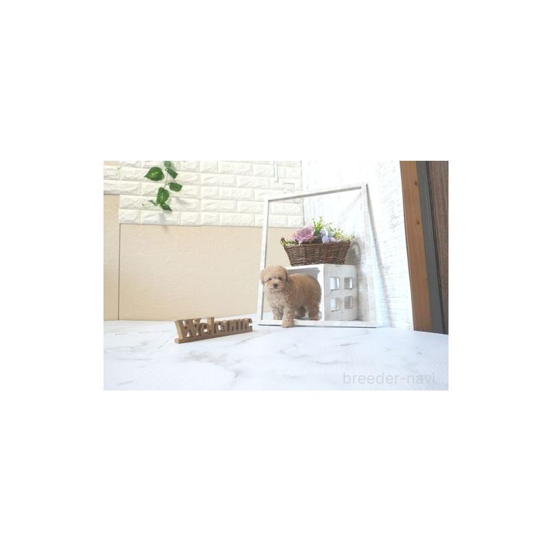 販売中の滋賀県のティーカッププードル-424212の5枚目