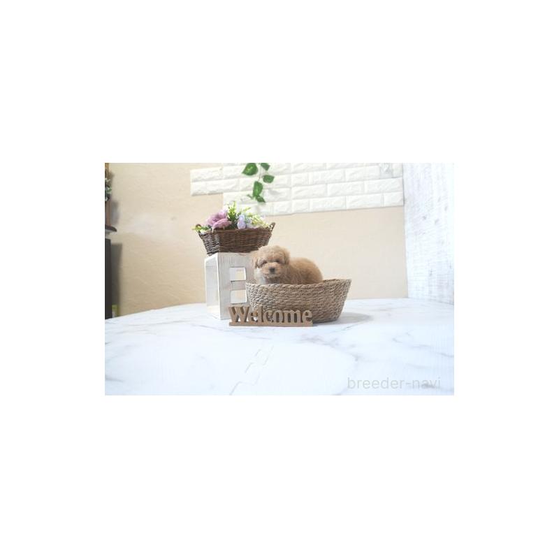 販売中の滋賀県のティーカッププードル-424212の3枚目