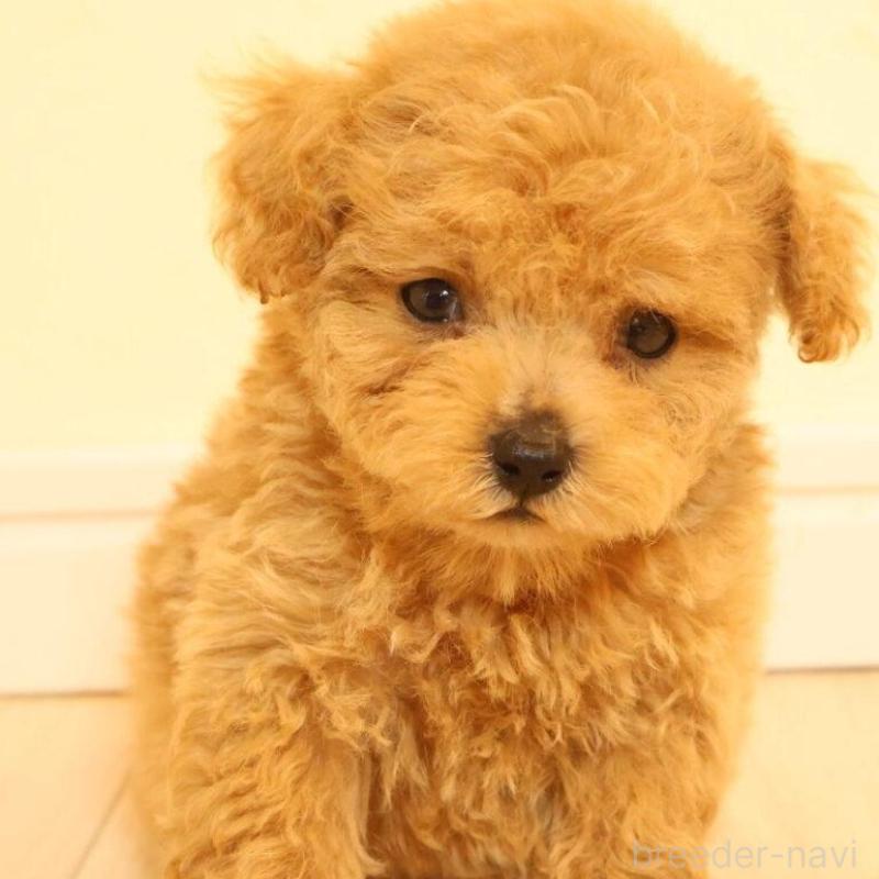 販売中の広島県のタイニープードル-424210の5枚目