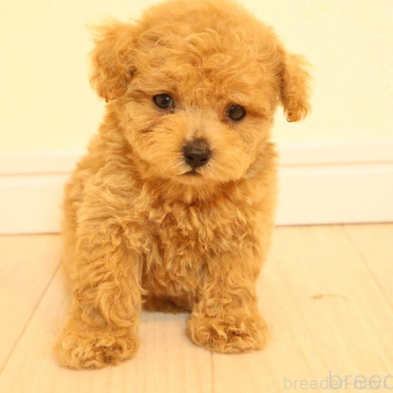 販売中の広島県のタイニープードル-424210の2枚目