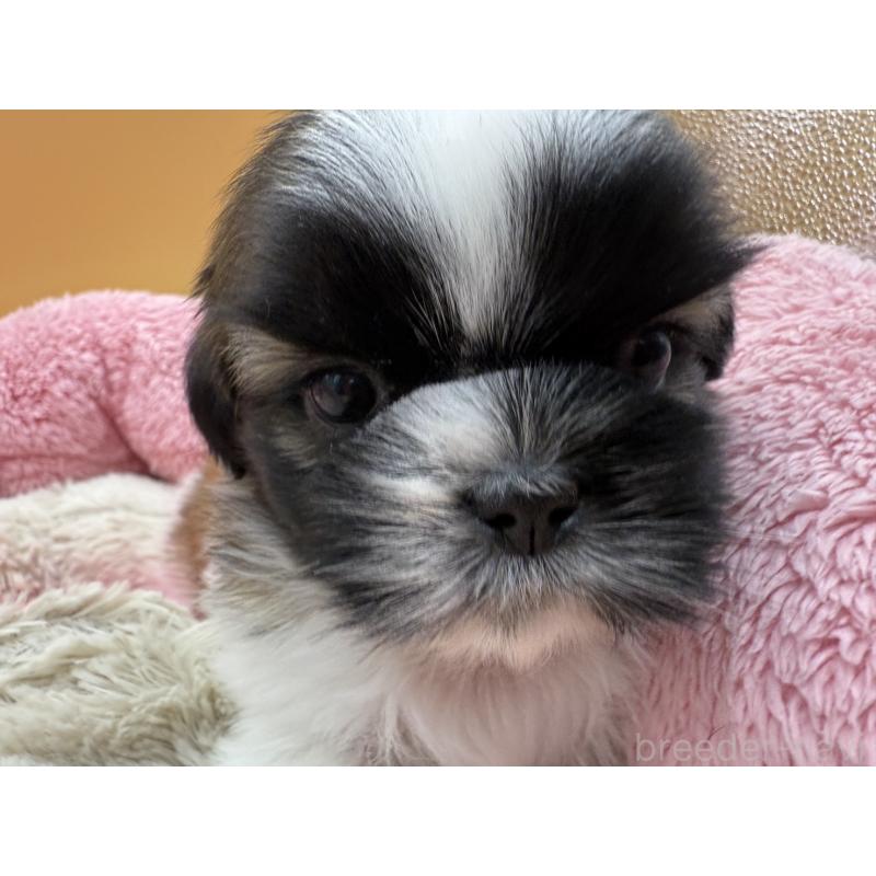 販売中の東京都のシーズー-424211の2枚目