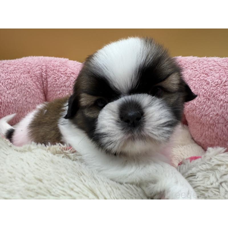 販売中の東京都のシーズー-424213の6枚目