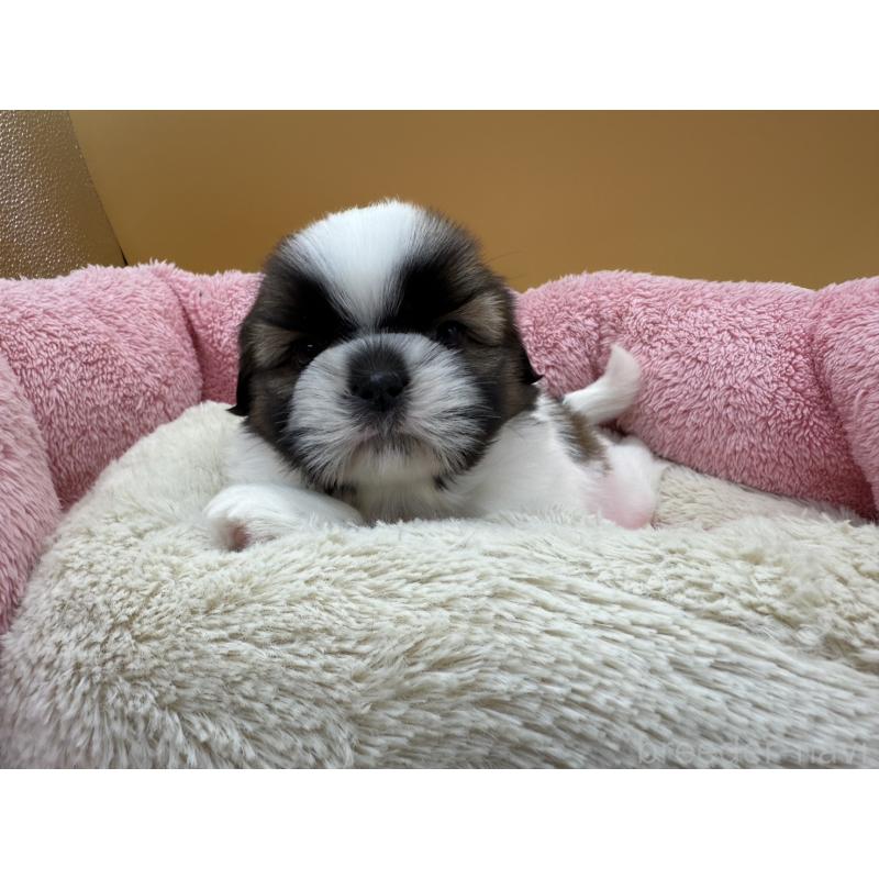 販売中の東京都のシーズー-424213の4枚目