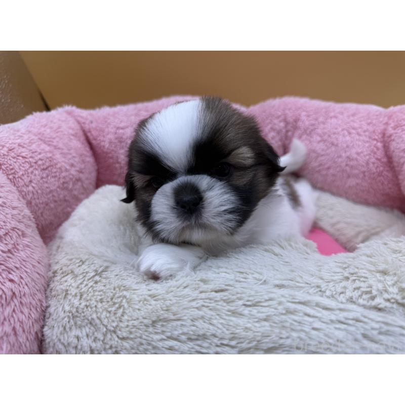 販売中の東京都のシーズー-424213の2枚目