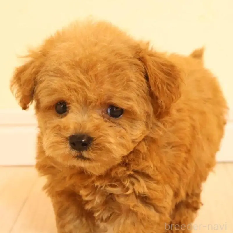 販売中の広島県のタイニープードル-424215の2枚目