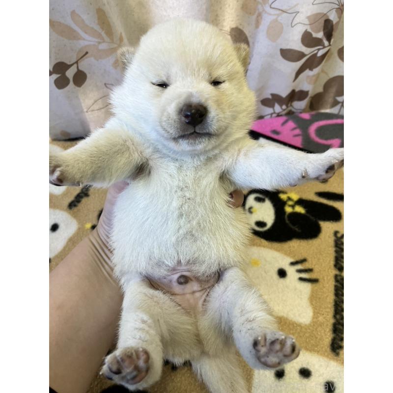 販売中の静岡県の豆柴-424216の6枚目