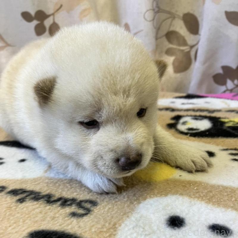 販売中の静岡県の豆柴-424216の5枚目