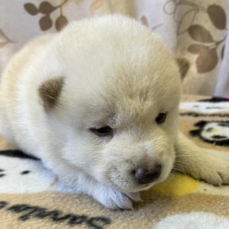 販売中の静岡県の豆柴-424216の4枚目