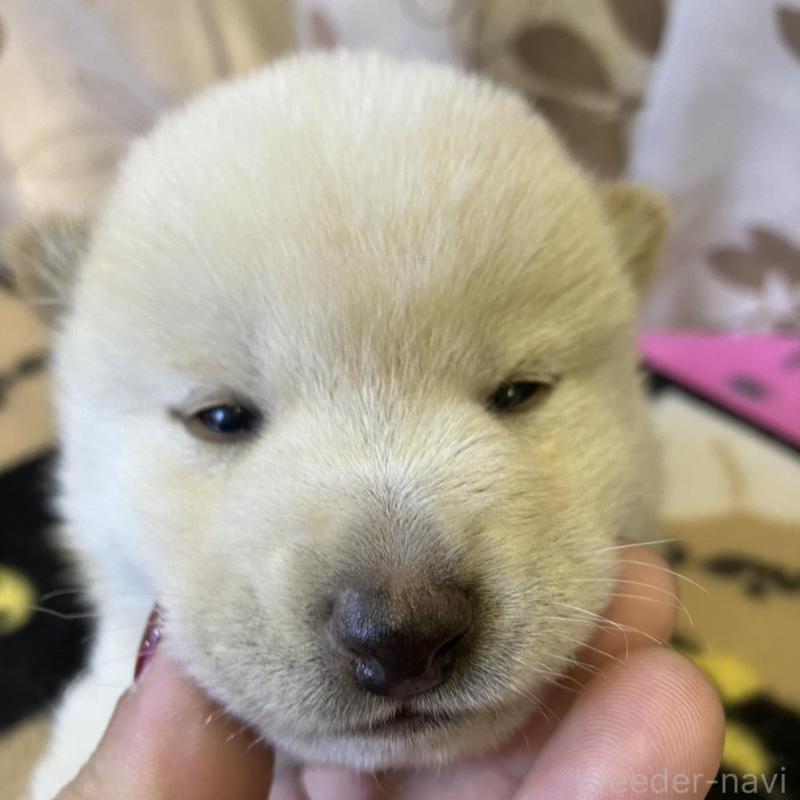 販売中の静岡県の豆柴-424216の3枚目