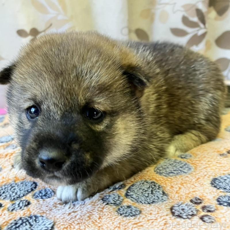 販売中の静岡県の豆柴-424217