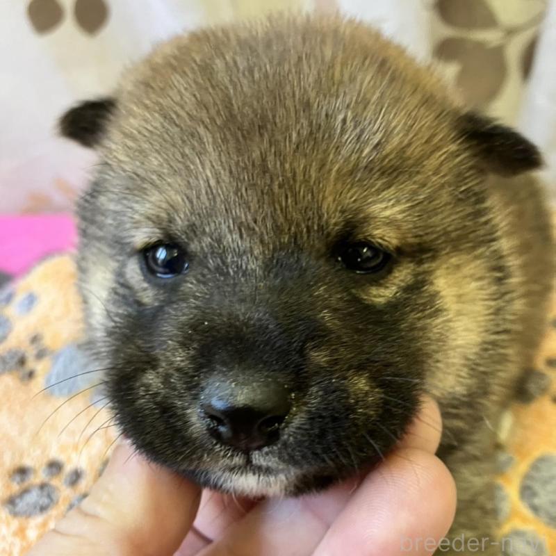 販売中の静岡県の豆柴-424217の5枚目