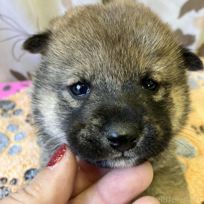 販売中の静岡県の豆柴-424217の4枚目