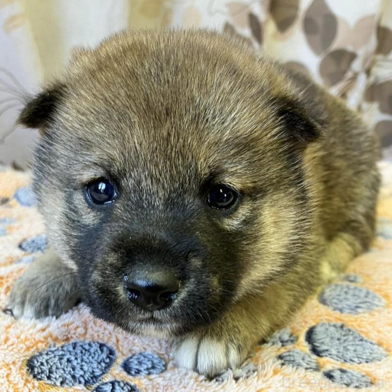 販売中の静岡県の豆柴-424217の3枚目