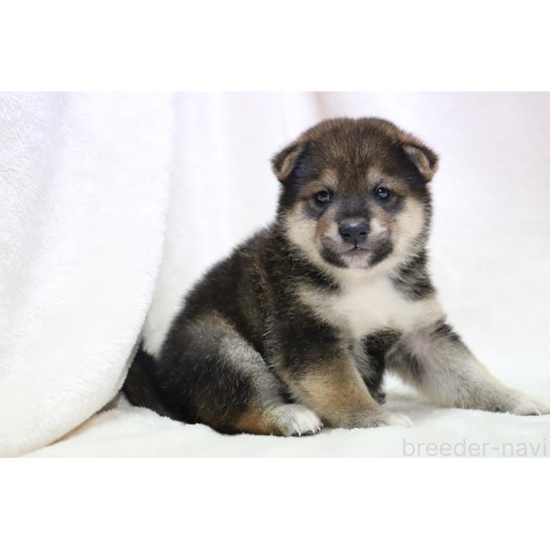 販売中の滋賀県の柴犬-424218の15枚目