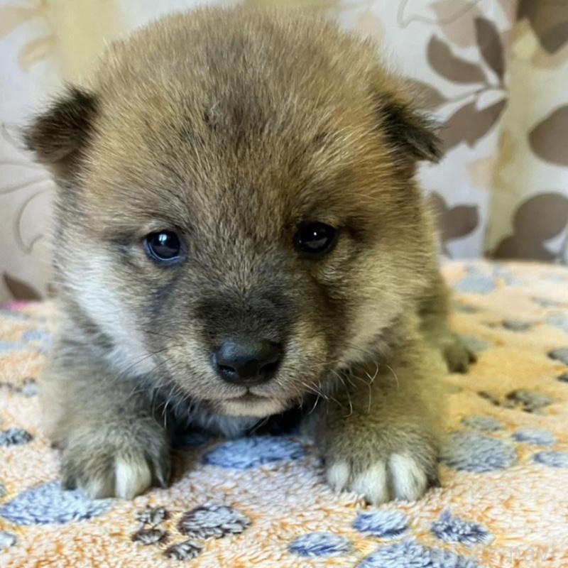 販売中の静岡県の豆柴-424220