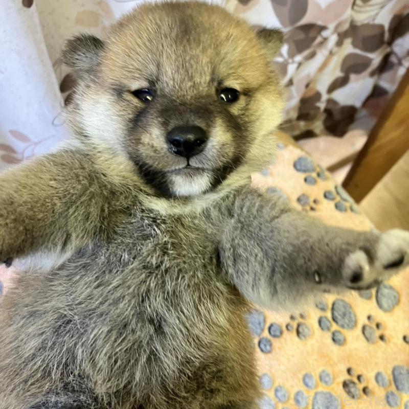 販売中の静岡県の豆柴-424220の6枚目