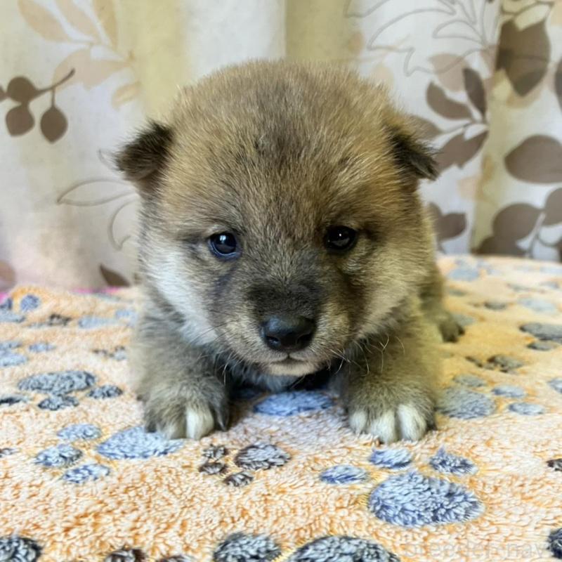 販売中の静岡県の豆柴-424220の5枚目