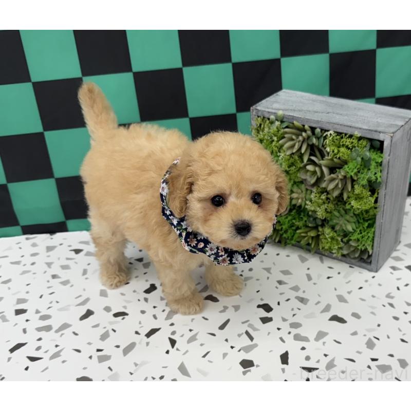 成約済の大阪府のビションプー:ビションフリーゼ×トイプードル-424097の5枚目