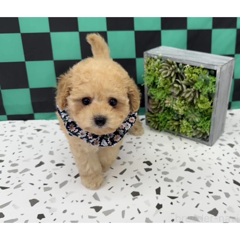 成約済の大阪府のビションプー:ビションフリーゼ×トイプードル-424097の4枚目