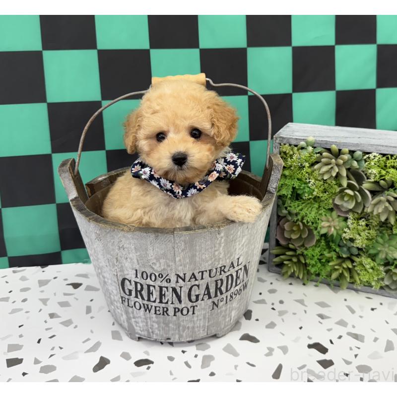 成約済の大阪府のビションプー:ビションフリーゼ×トイプードル-424097の3枚目