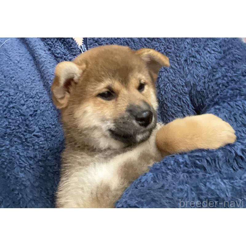 販売中の埼玉県の柴犬-417466の5枚目