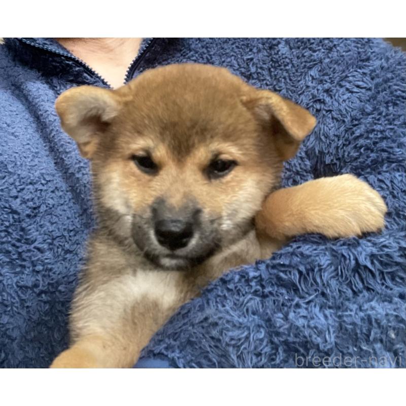 販売中の埼玉県の柴犬-417466の4枚目