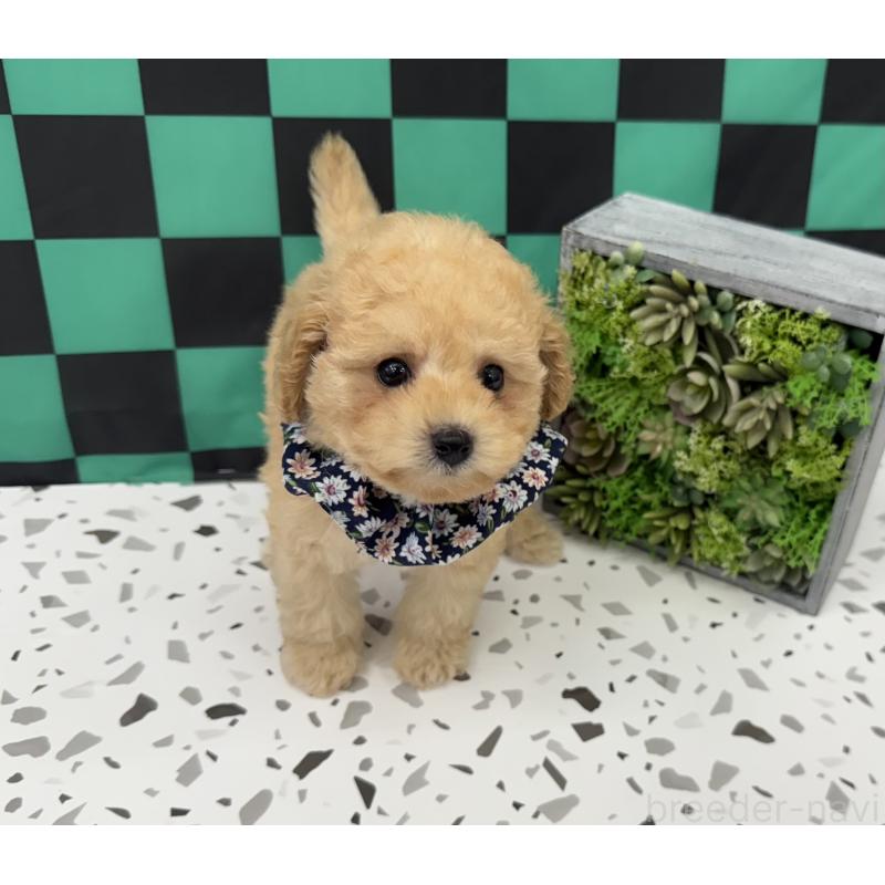 成約済の大阪府のビションプー:ビションフリーゼ×トイプードル-424097の2枚目