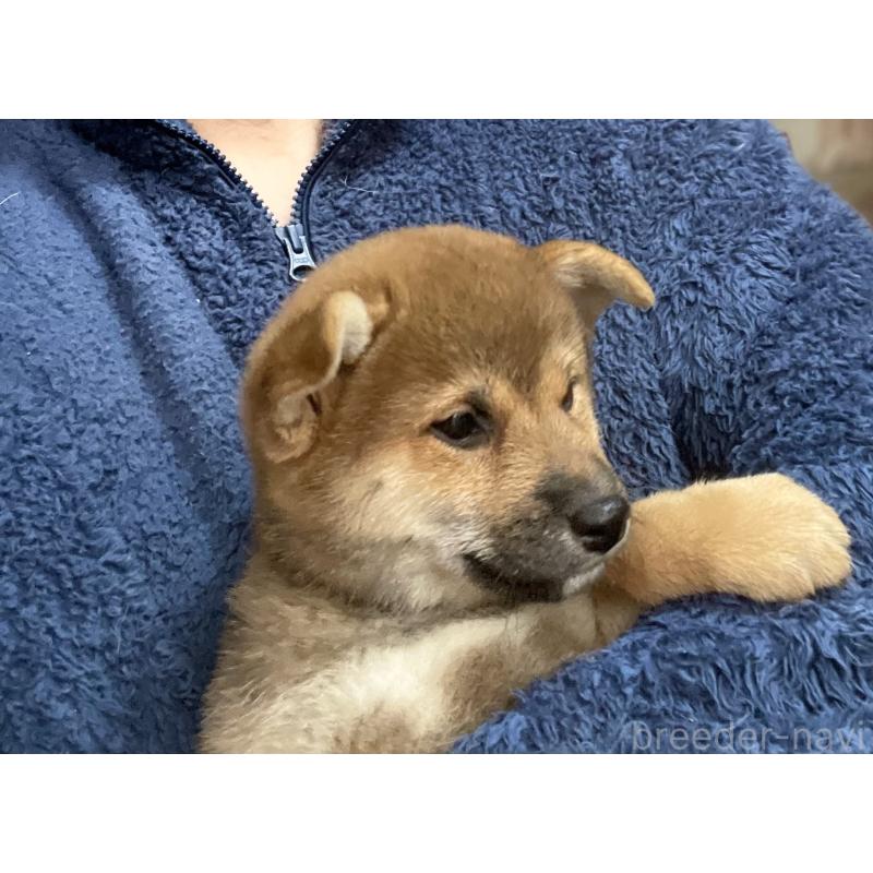 販売中の埼玉県の柴犬-417466の3枚目