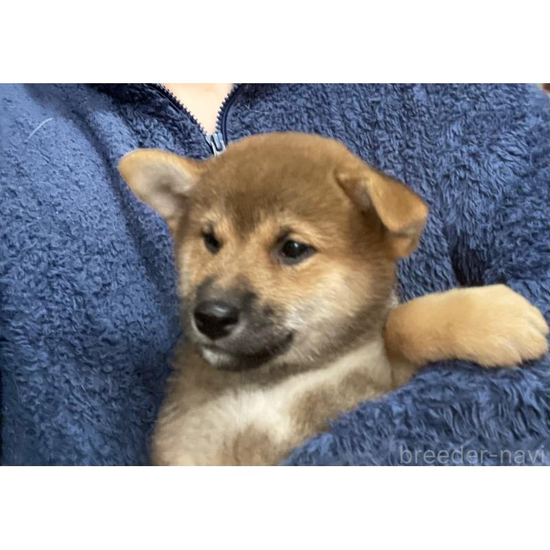 販売中の埼玉県の柴犬-417466の2枚目