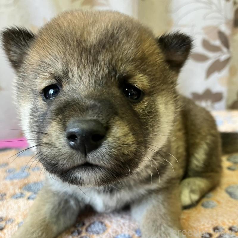 販売中の静岡県の豆柴-424222