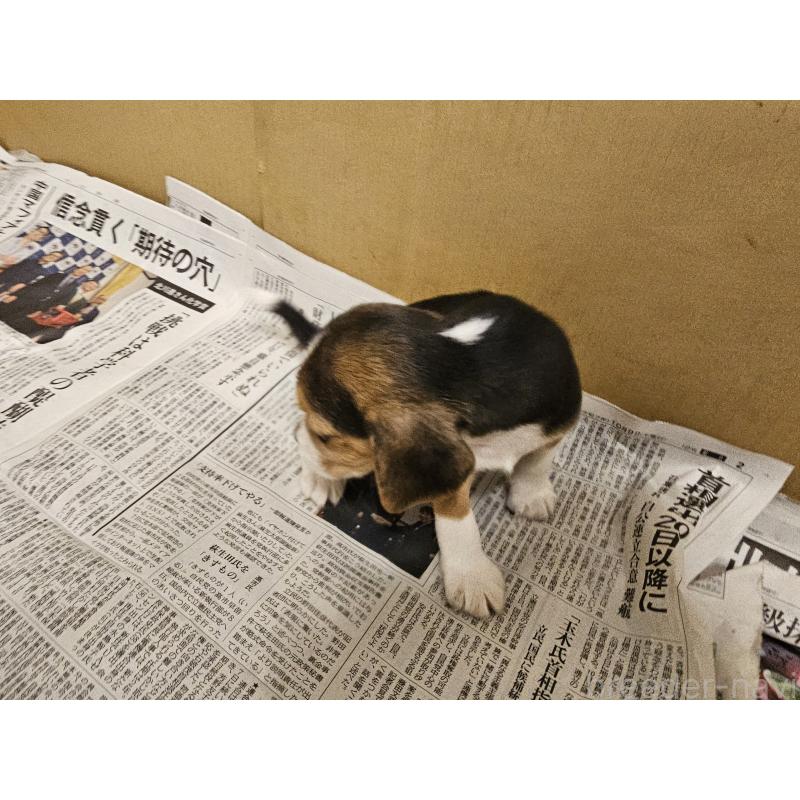 成約済の愛知県のビーグル-422754の6枚目