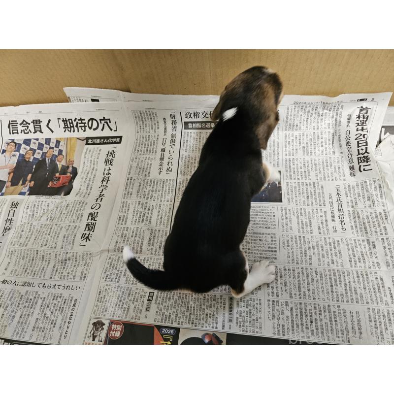 成約済の愛知県のビーグル-422754の5枚目